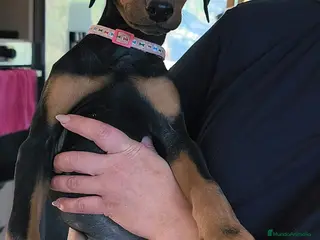 Dobermann perros Cachorra de doberman - Anuncio 2