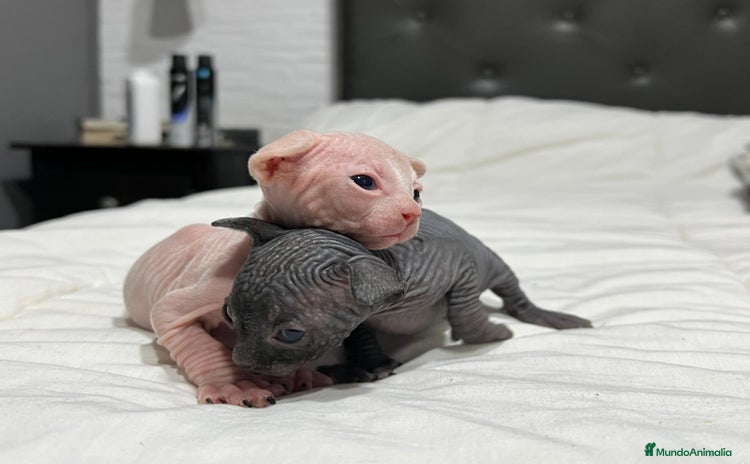 Sphynx gatos - Anuncio 2
