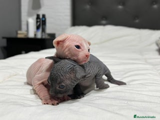 Sphynx gatos - Anuncio 2