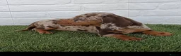 Teckel Miniatura perros en venta: Cachorro de Teckel arlequín chocolate miniatura  - Anuncio 2