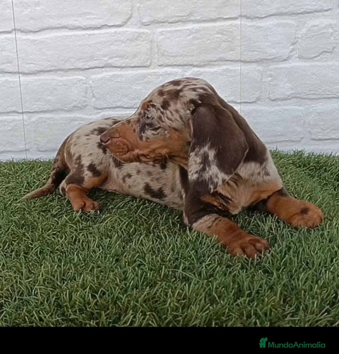 Teckel Miniatura perros en venta: Cachorro de Teckel arlequín chocolate miniatura  - Anuncio 2