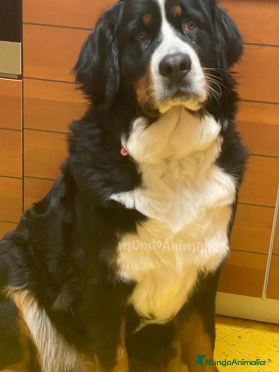 Imagen de galería {{count}}