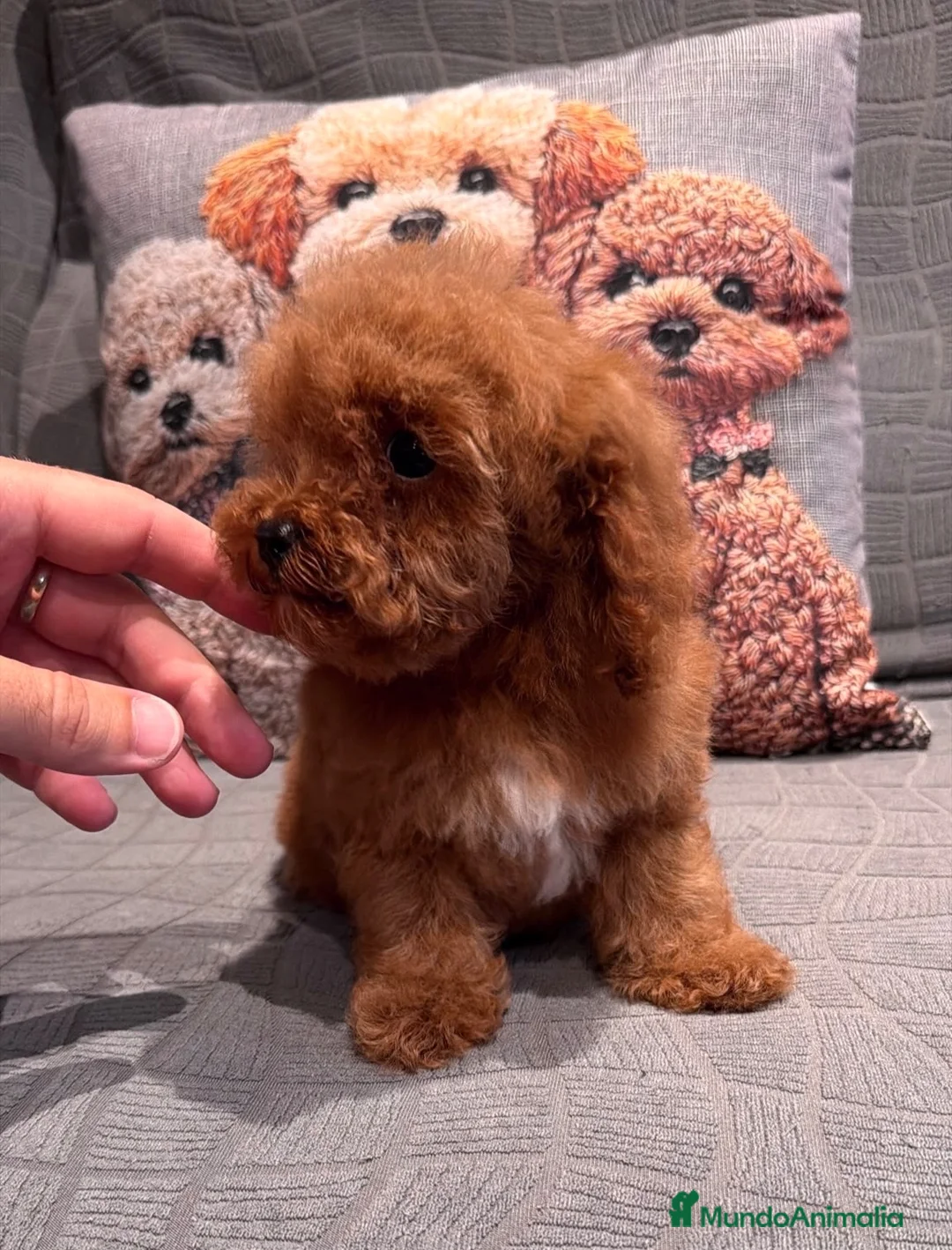 Caniche Toy perros en venta: Caniche Toy garantizada  - Anuncio 2
