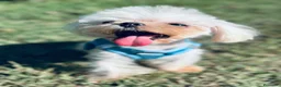 Bichón Maltés perros en venta: BICHÓN MALTES COREANO LOS MÁS PEQUEÑOS - Anuncio 5