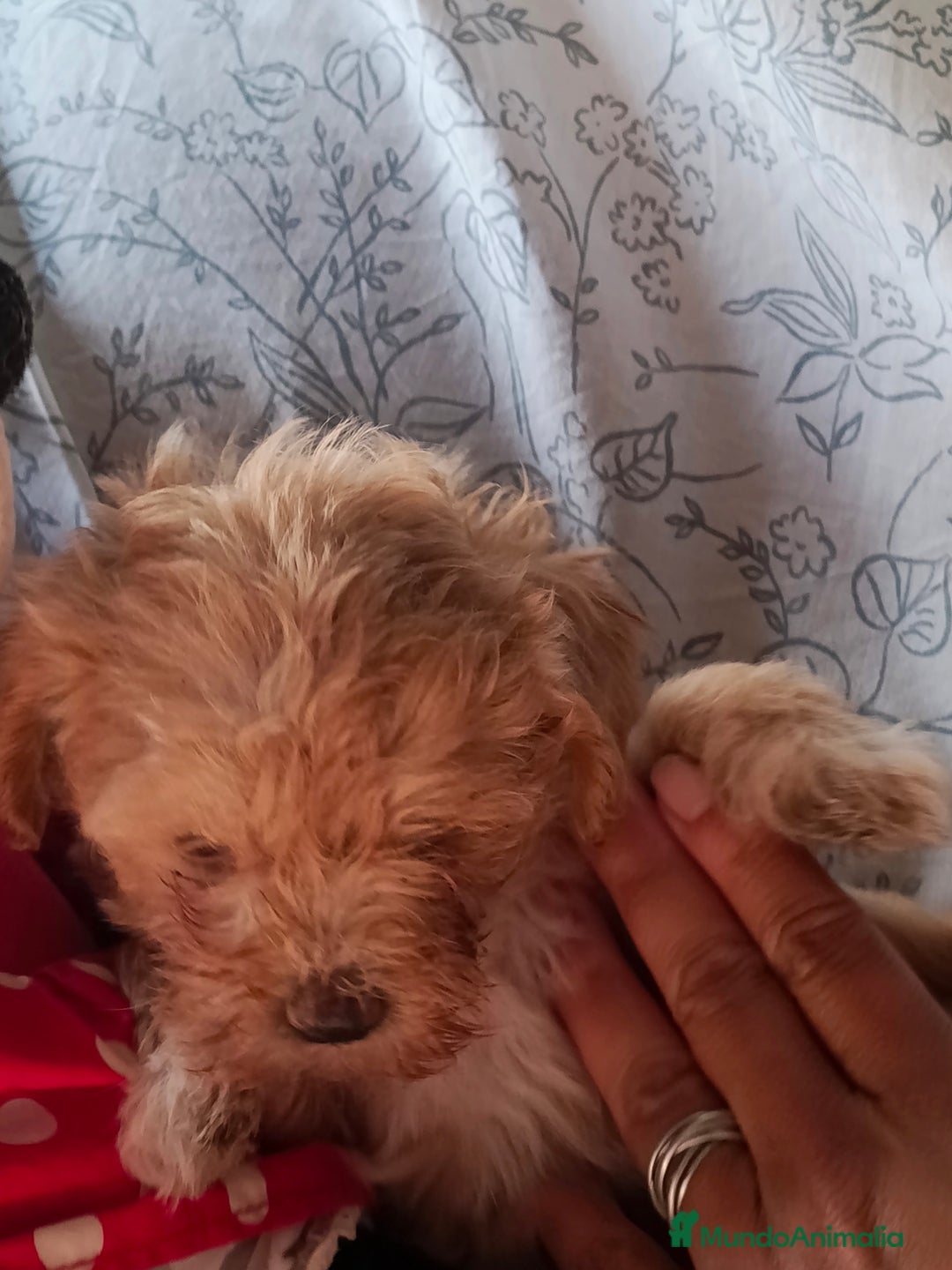 Maltipoo perros en venta: Maltipoo macho  - Imagen 6