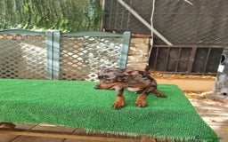 Ratón de Praga perros en venta: Raton de praga - Imagen 13