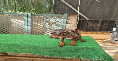 Ratón de Praga perros - Anuncio 3