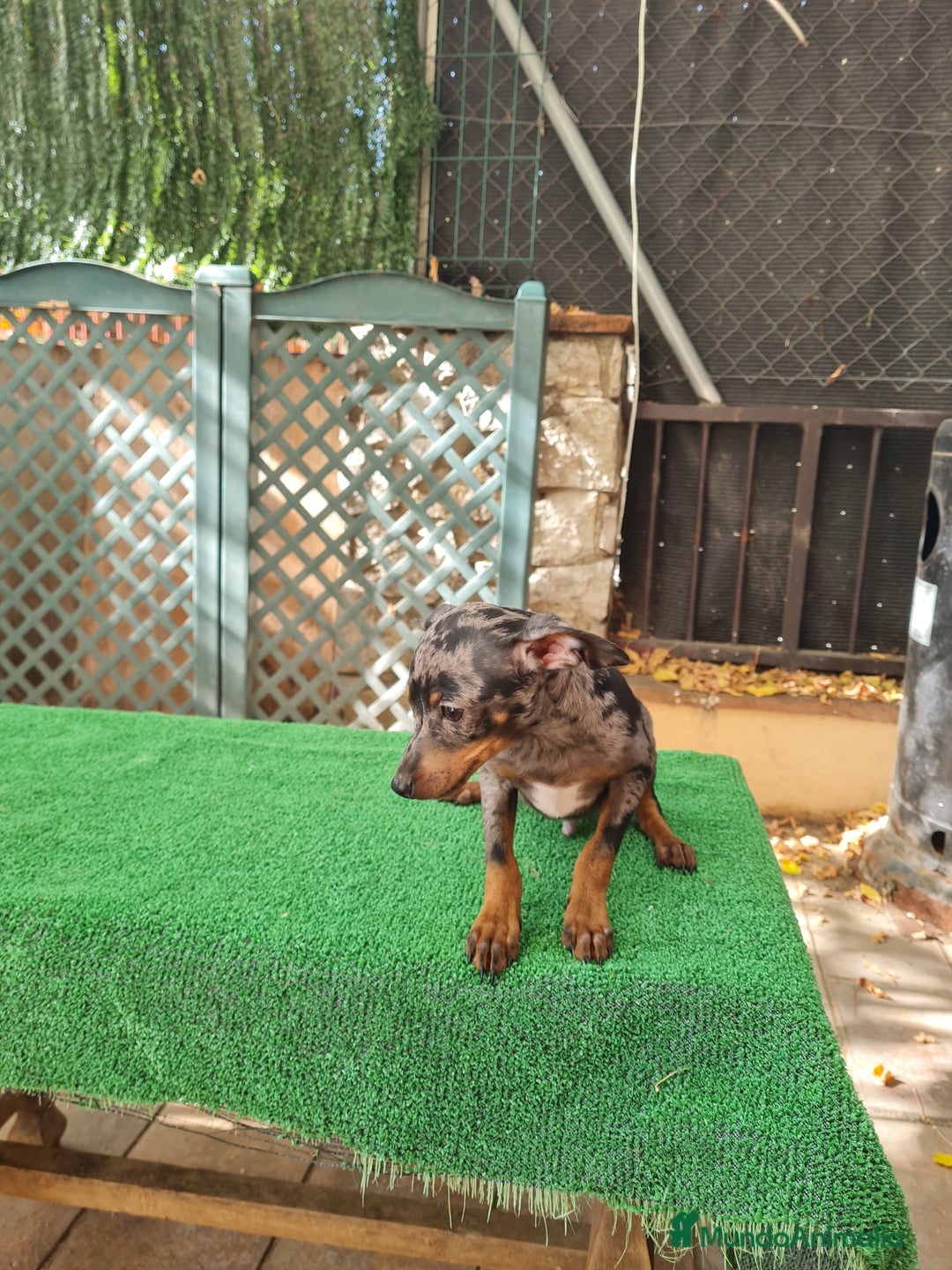 Ratón de Praga perros en venta: Raton de praga - Imagen 13