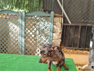 Ratón de Praga perros - Anuncio 17