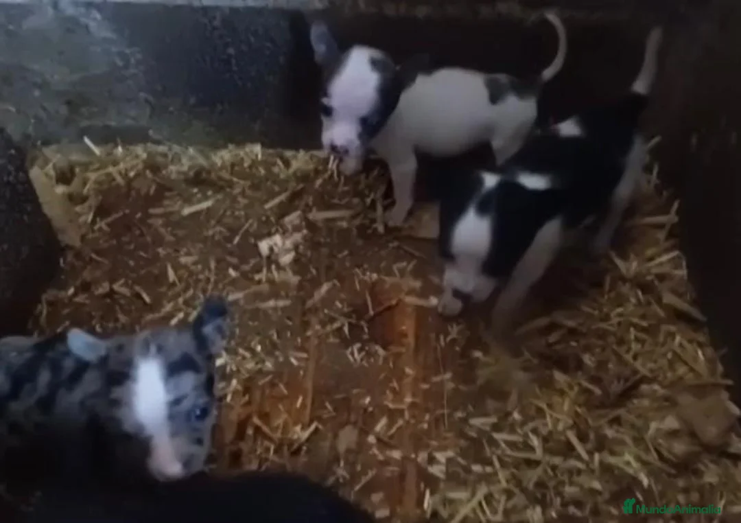Chihuahua perros en venta: Chihuahua toy  en Barcelona - Anuncio 2