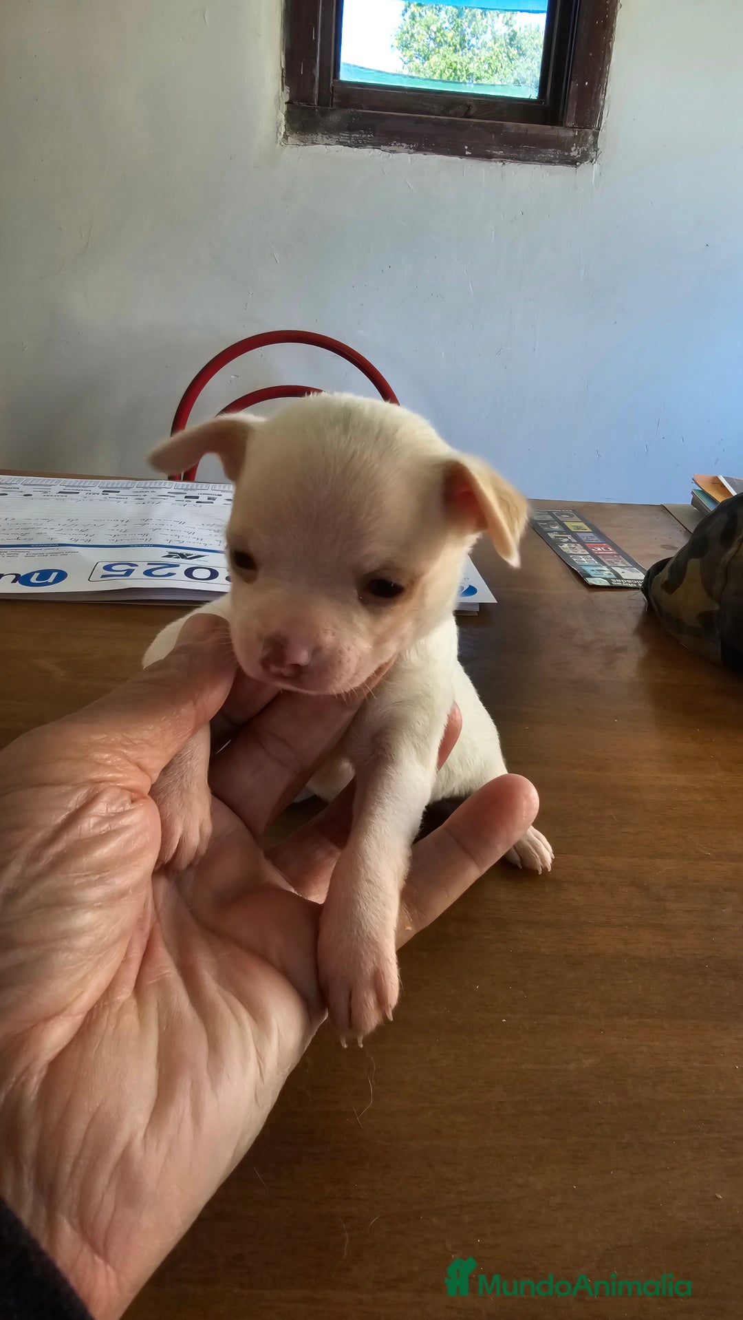 Chihuahua perros en venta:  lindos chihuahuas - Anuncio 4