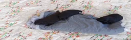 Pomapoo perros en venta: POMAPOO MACHITOS - Anuncio 6