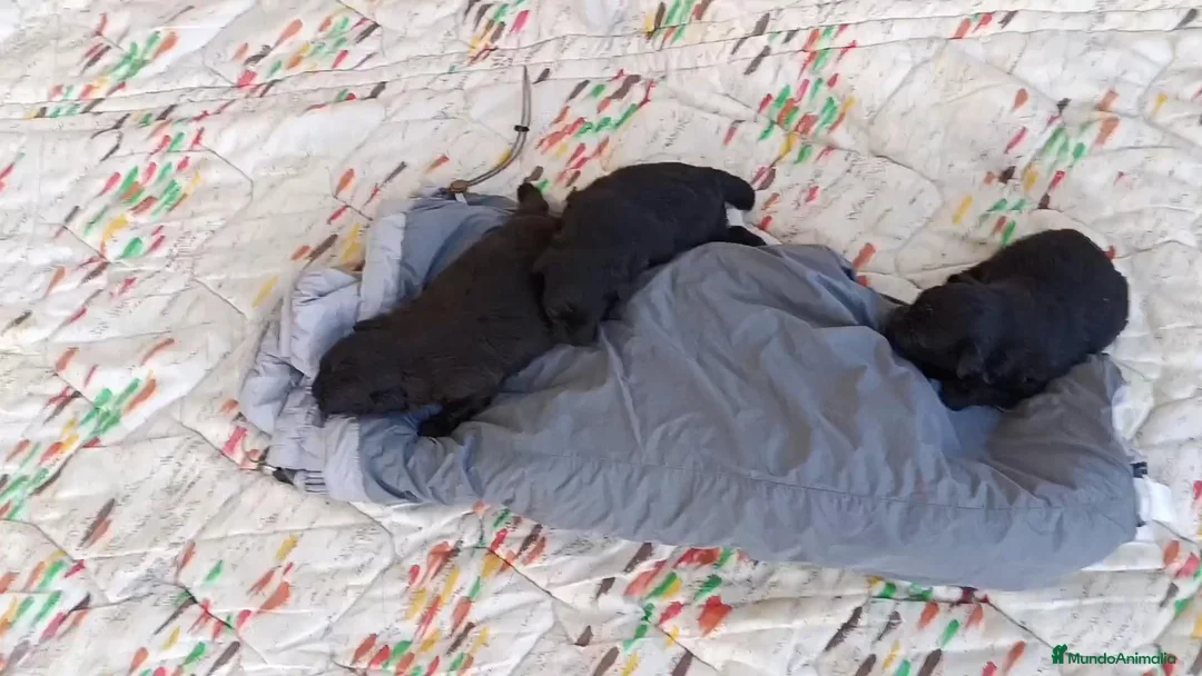 Pomapoo perros en venta: POMAPOO MACHITOS - Anuncio 6
