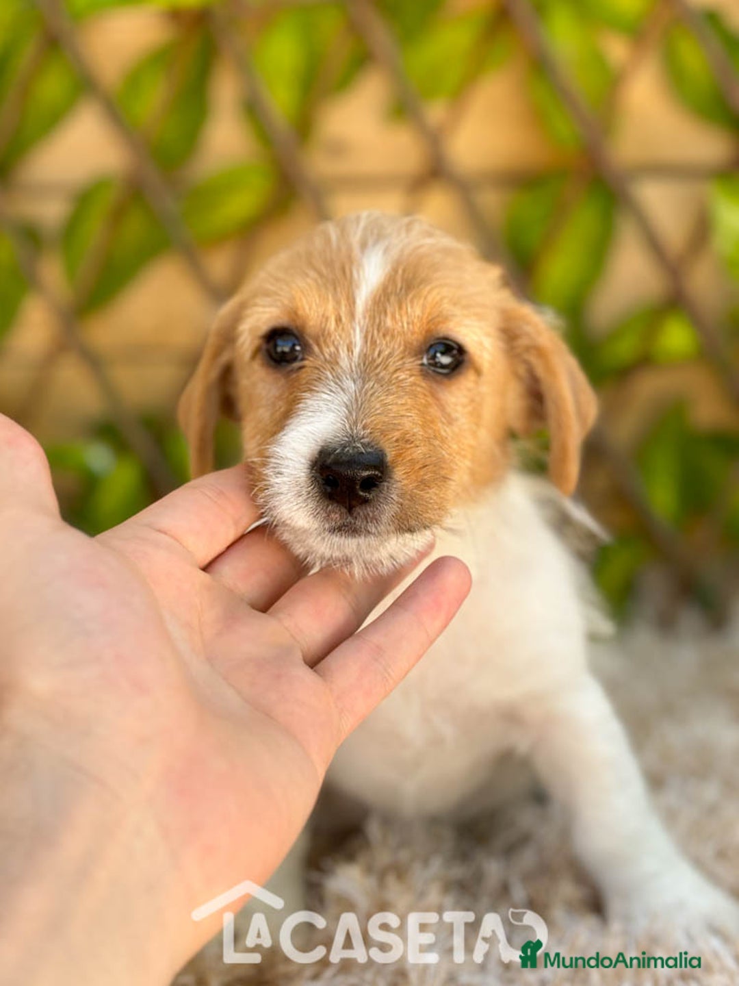 Jack Russell Terrier perros en venta: Camada de Nala  en Madrid - Imagen 1