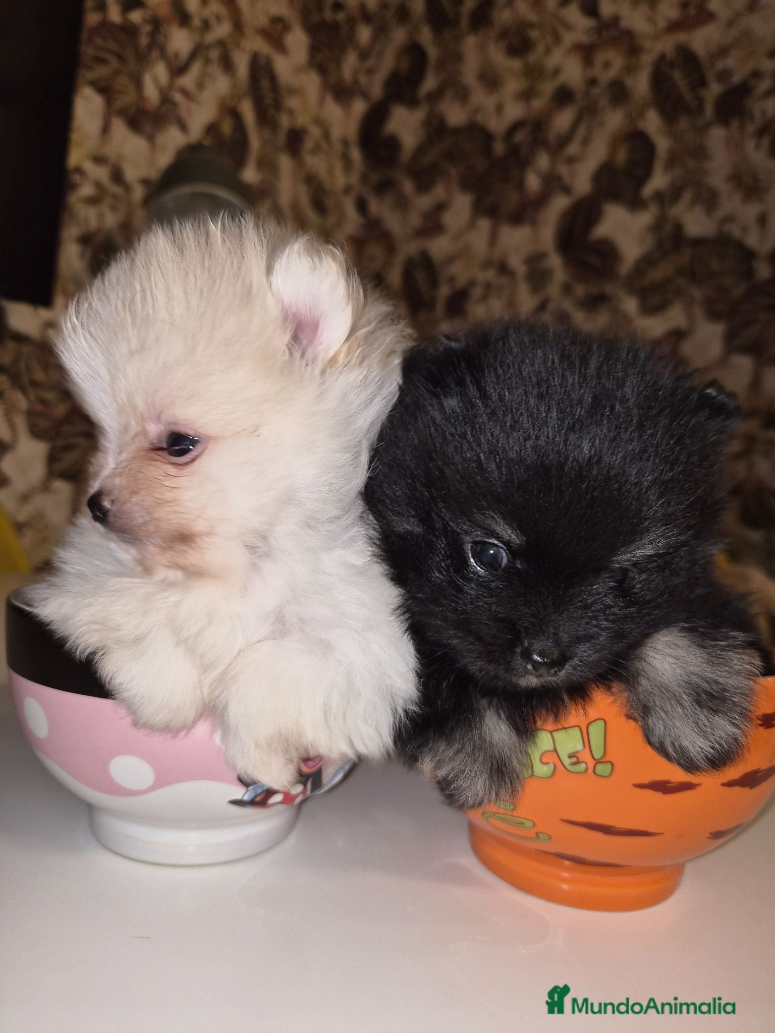 Pomerania perros Lulu de pomerania  - Anuncio 1