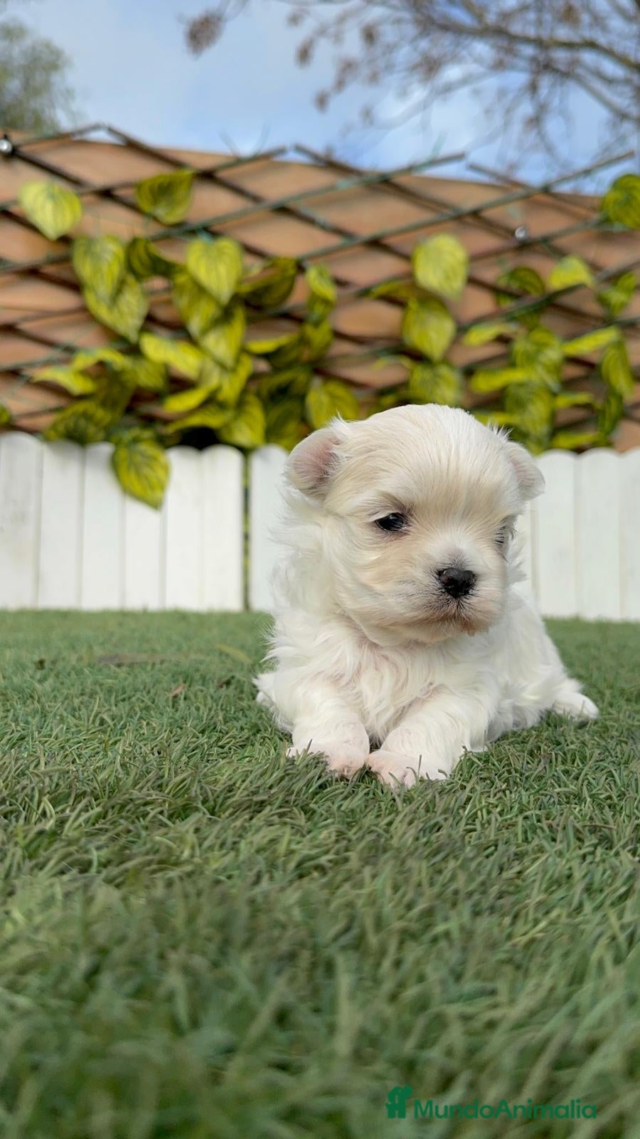 Bichón Maltés perros BICHON MALTES 100% TIPO COREANO - Anuncio 1