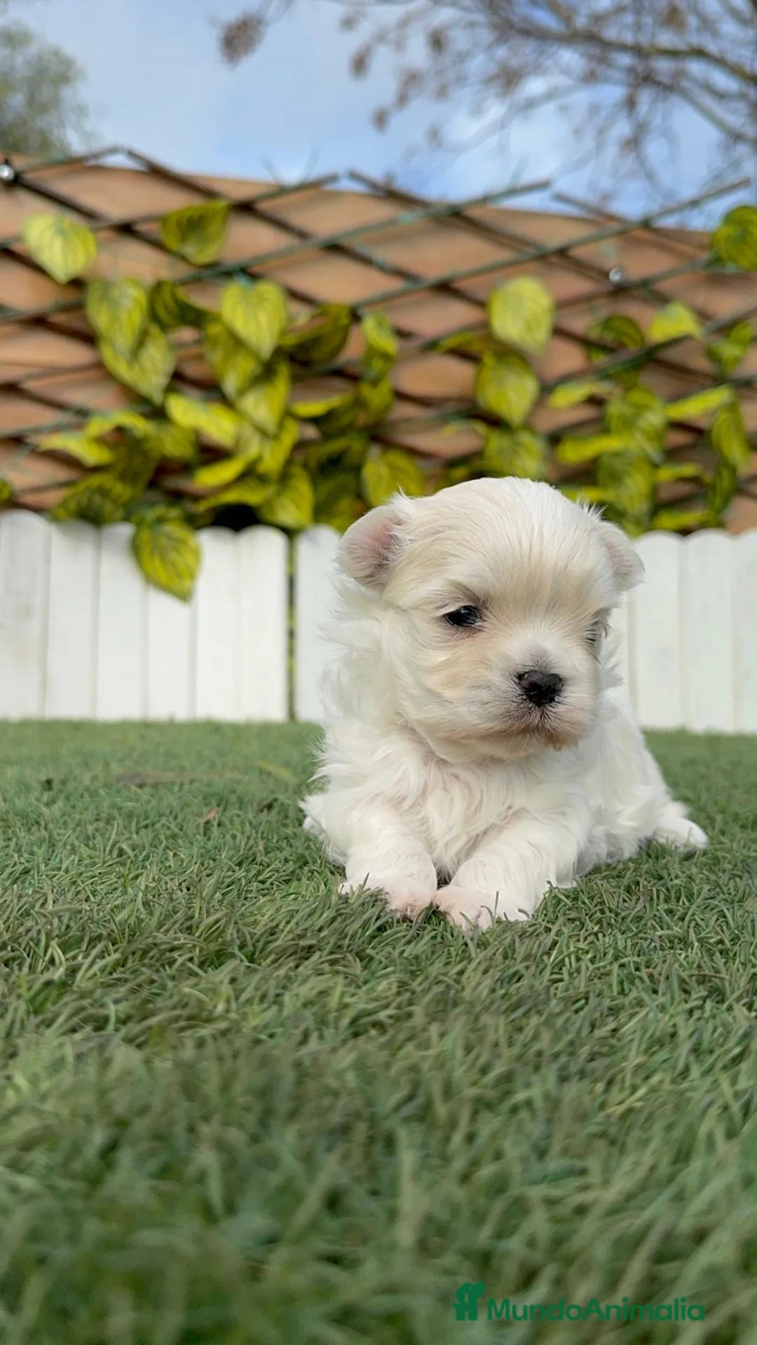 Bichón Maltés perros en venta: BICHON MALTES 100% TIPO COREANO - Anuncio 1
