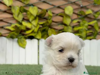 Bichón Maltés perros BICHON MALTES 100% TIPO COREANO - Anuncio 1