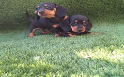 Teckel Miniatura perros en venta: TECKEL MINI  - Imagen 1