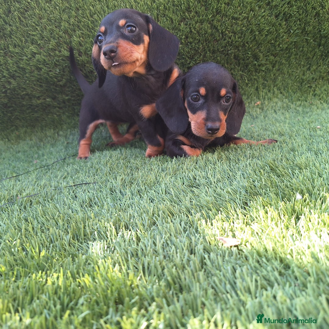Teckel Miniatura perros en venta: TECKEL MINI  - Imagen 1