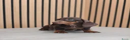 Teckel Miniatura perros en venta: TECKEL MINI DISPONIBLES - Anuncio 12