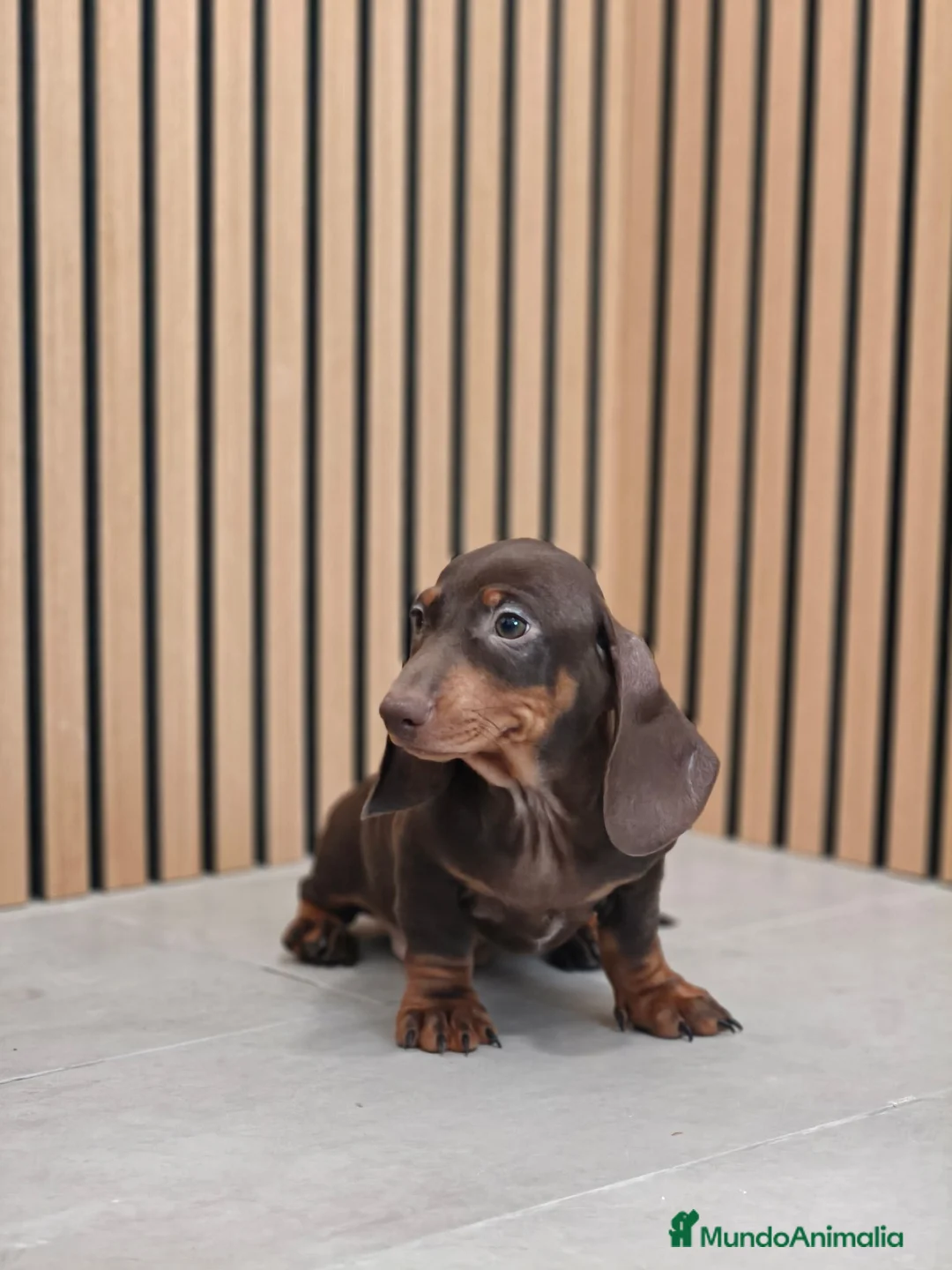 Teckel Miniatura perros en venta: TECKEL MINI DISPONIBLES - Anuncio 12
