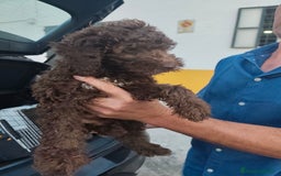 Perro de Agua Español perros en venta: Chocolate y rabon de nacimiento  - Imagen 4