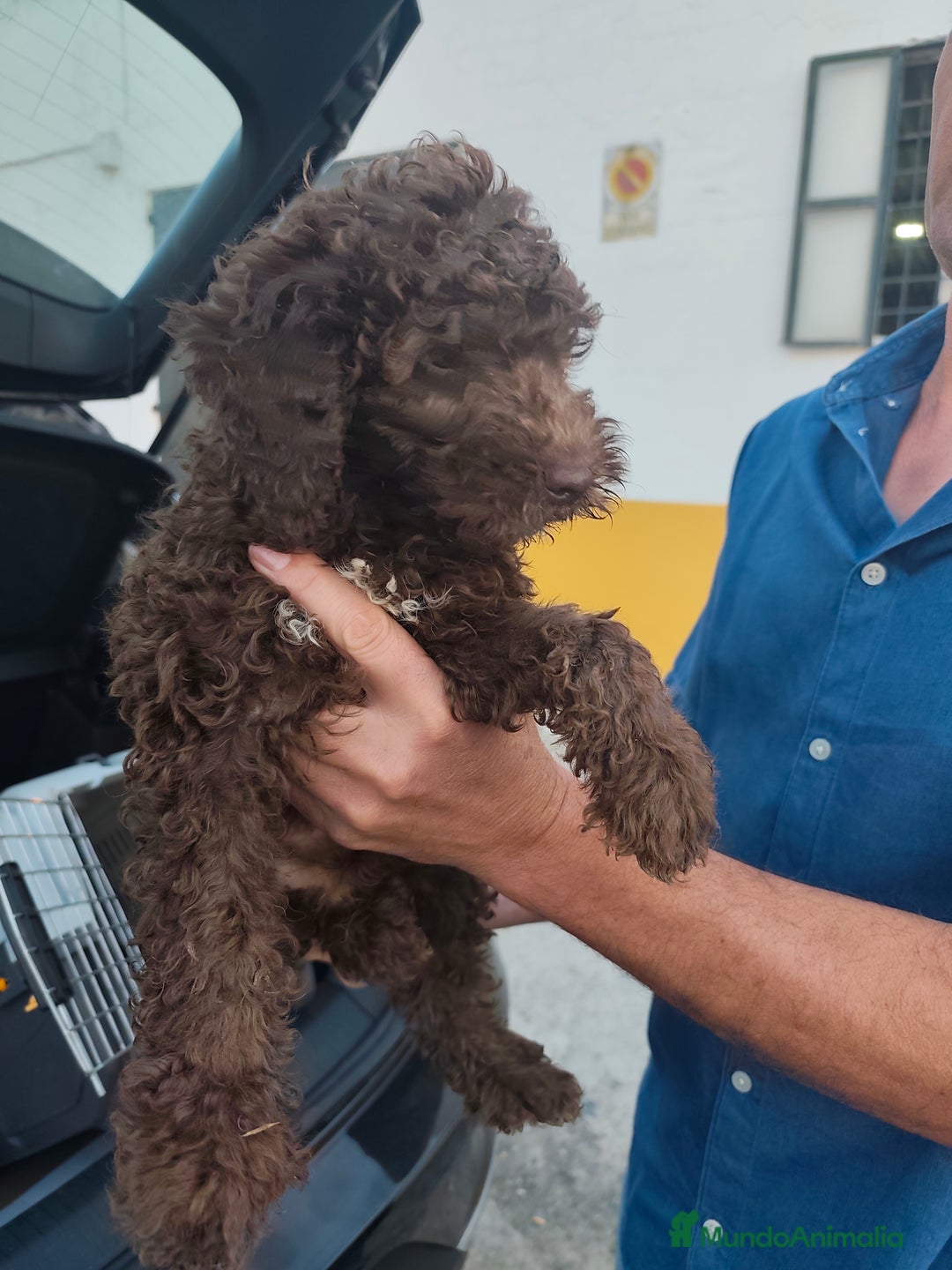 Perro de Agua Español perros en venta: Chocolate y rabon de nacimiento  - Imagen 4
