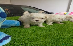 Bichón Maltés perros en venta: OPORTUNIDAD VERANO... MALTES MINI - Imagen 1