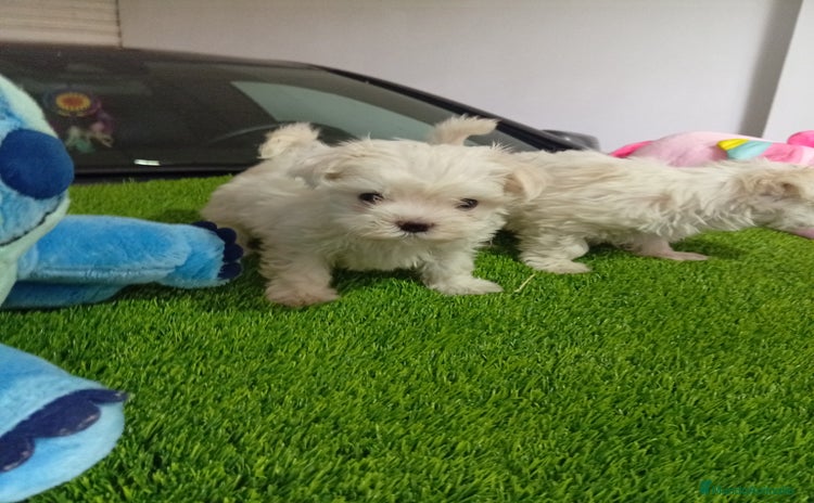 Bichón Maltés perros - Propaganda 1