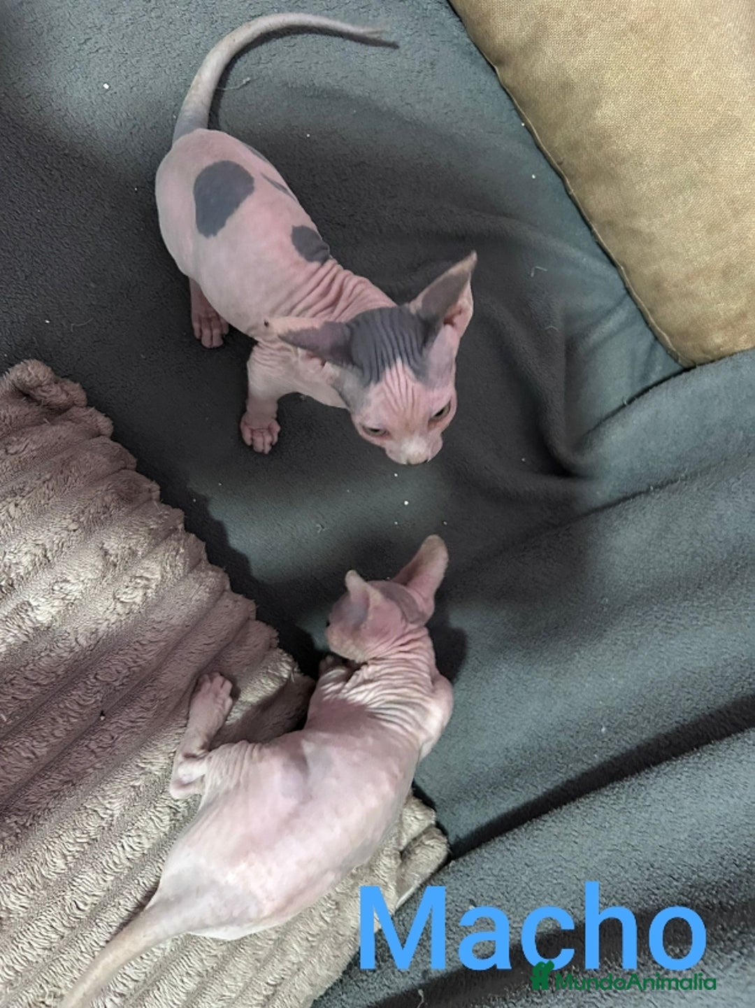 Sphynx gatos en venta: Sphynx calidad y selección  - Imagen 8