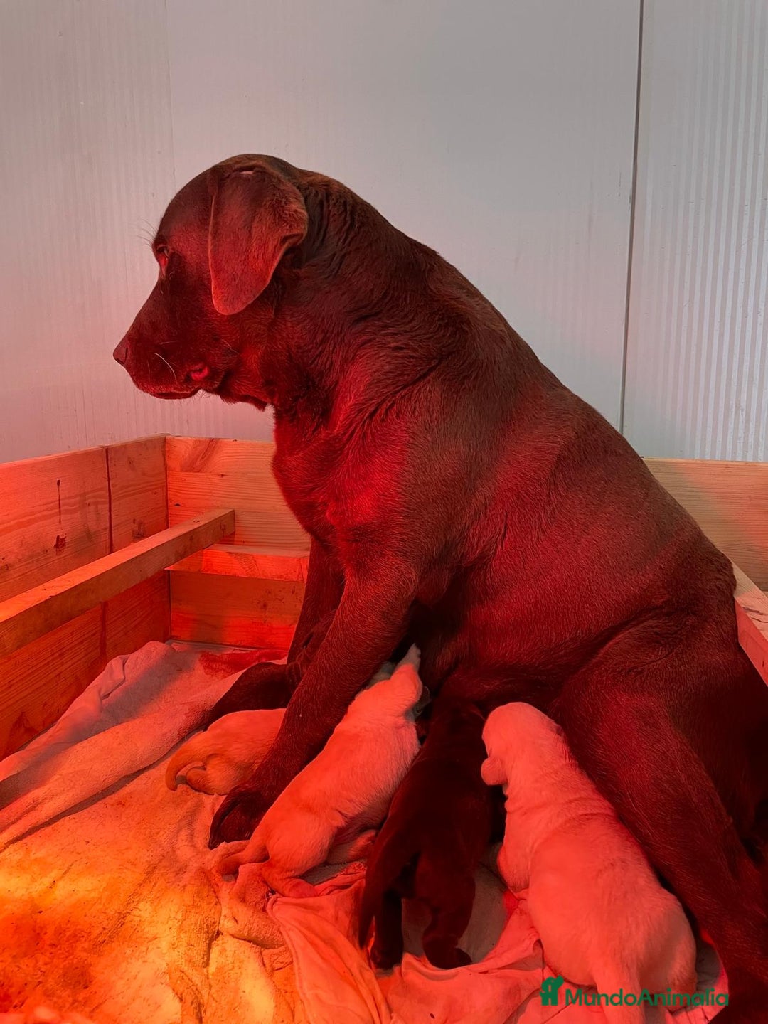 Labrador Retriever perros en venta: PRECIOSA HEMBRA CREMA DE LABRADOR  - Anuncio 6