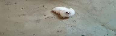 Pomerania 3
