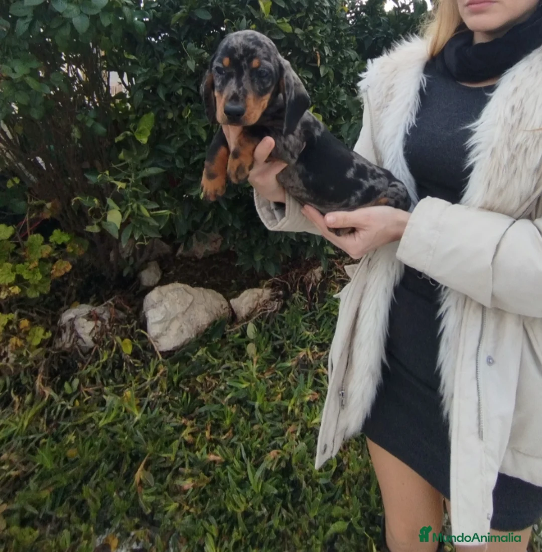 Teckel Miniatura perros en venta: Teckels kanichen  - Anuncio 4