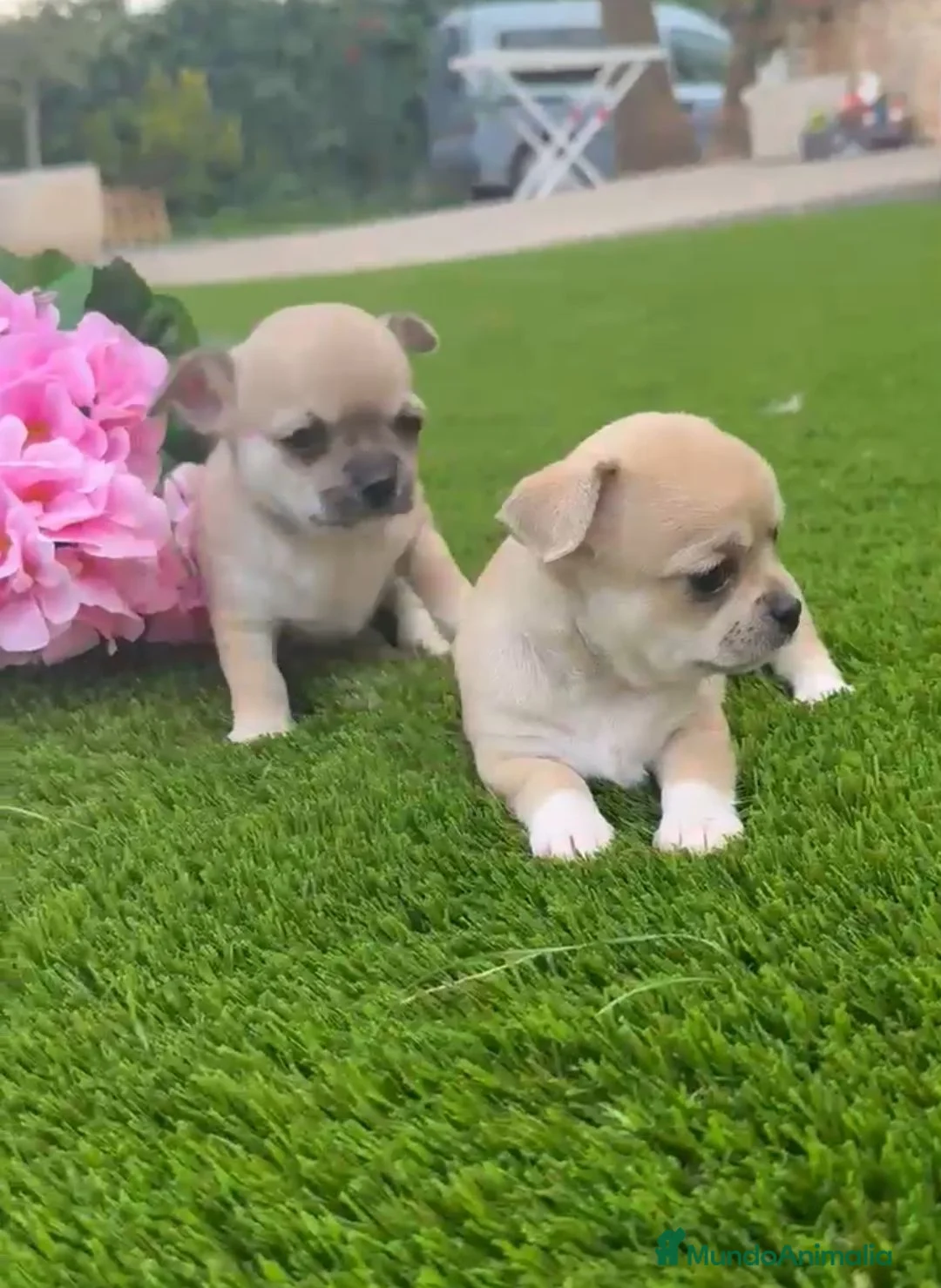 Chihuahua perros en venta: Chihuahua color exotico - Anuncio 2