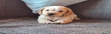 Cocker Spaniel Inglés Cachorro 