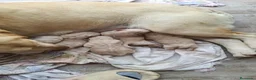Labrador Retriever perros en venta: Labrador retriever dorado  - Anuncio 3