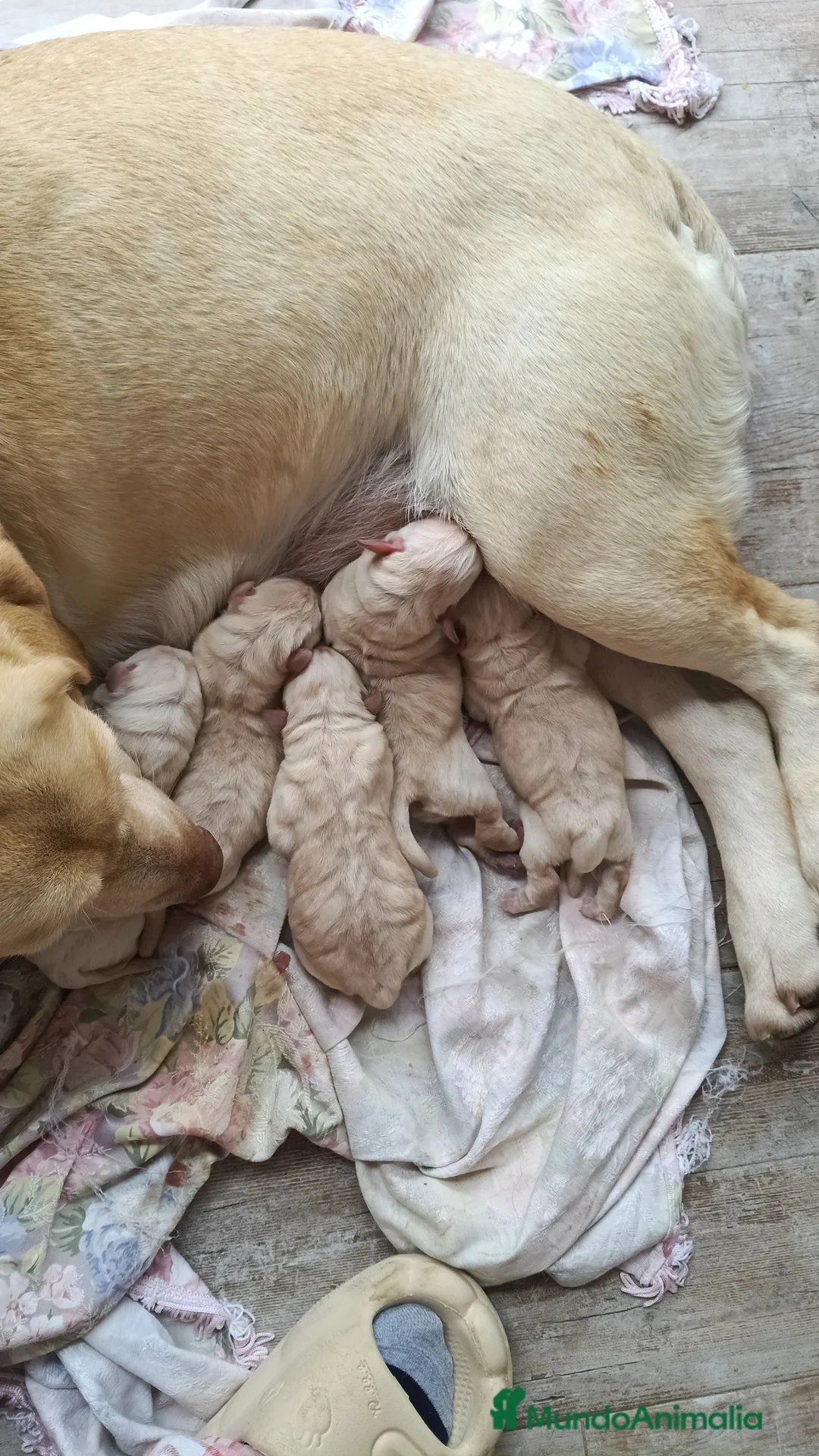 Labrador Retriever perros en venta: Labrador retriever dorado  - Anuncio 3