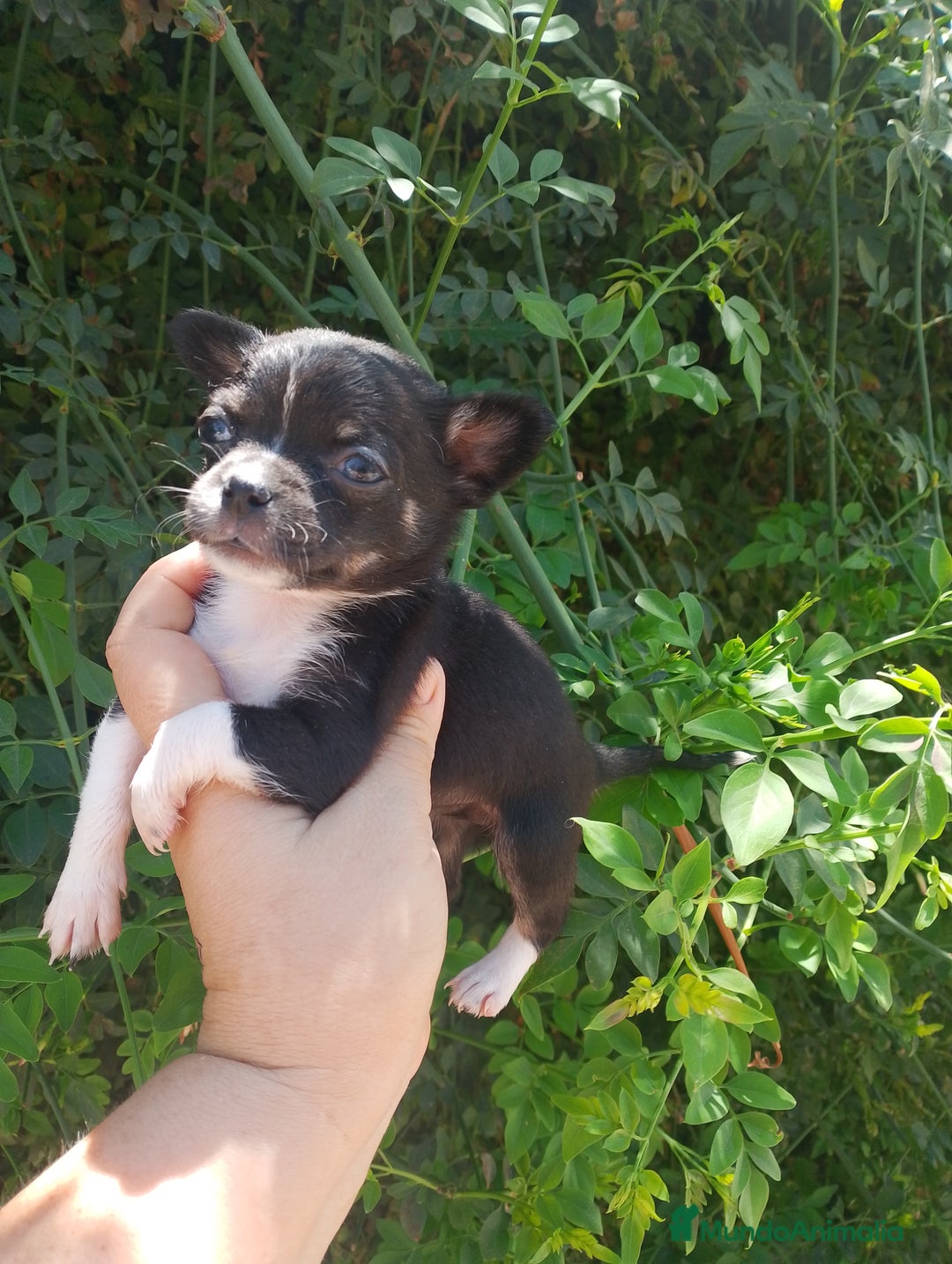 Chihuahua perros en venta: Última hembra de chorkie  - Imagen 3