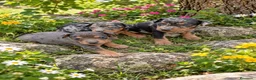 Pinscher Miniatura perros en venta: Pincher - Anuncio 1