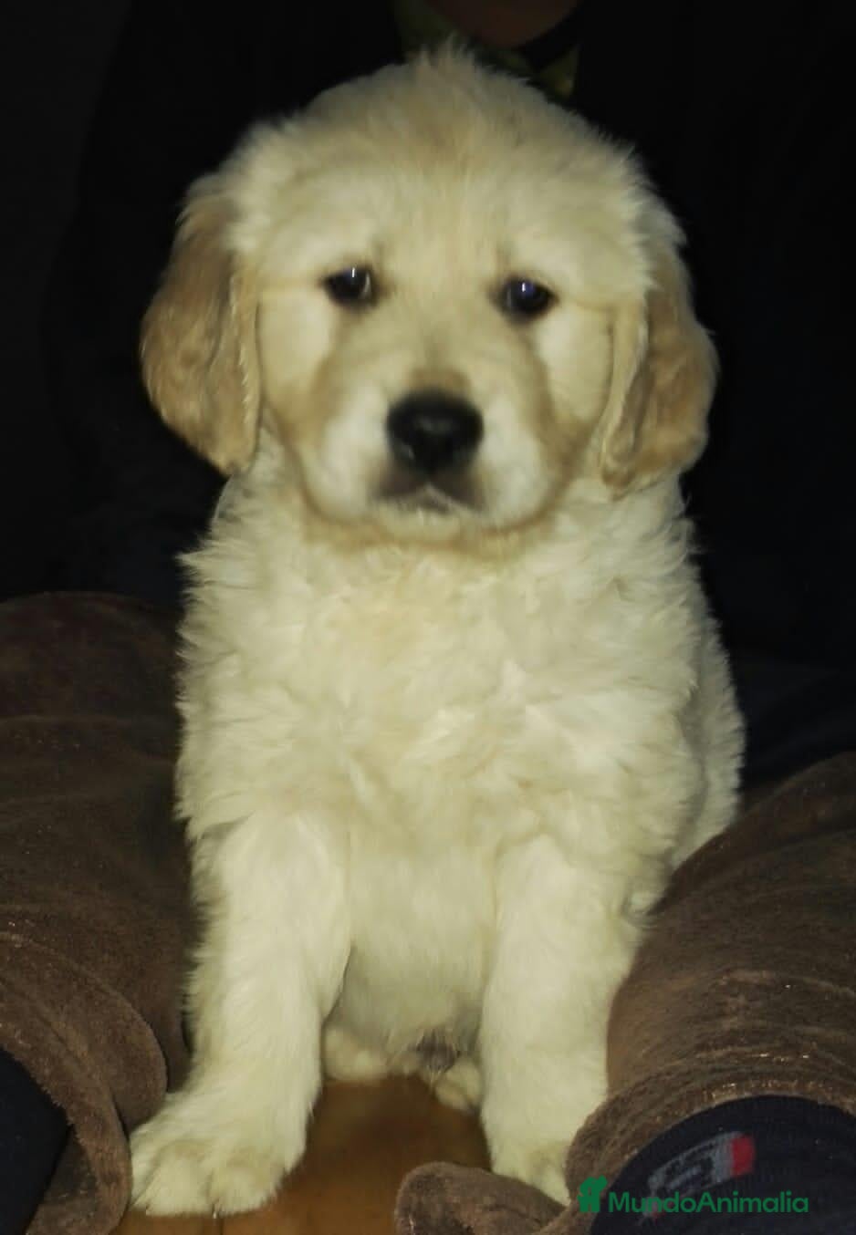 Golden Retriever perros Cachorro golden retriever - Anuncio 1