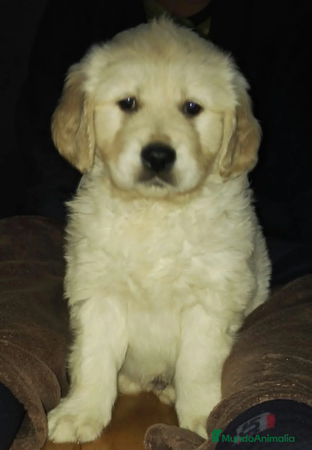 Golden Retriever perros en venta: Cachorro golden retriever - Anuncio 1