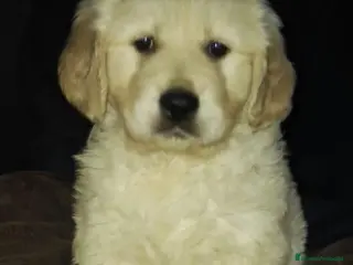 Golden Retriever perros Cachorro golden retriever - Anuncio 1