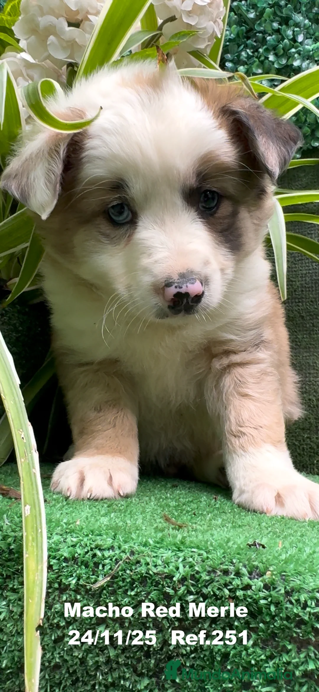Border Collie perros en venta: BORDER COLLIE red merle - Anuncio 13