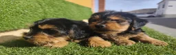 Yorkshire Terrier perros en venta: Cachorros Yorkshire terrier en Zaragoza - Anuncio 11