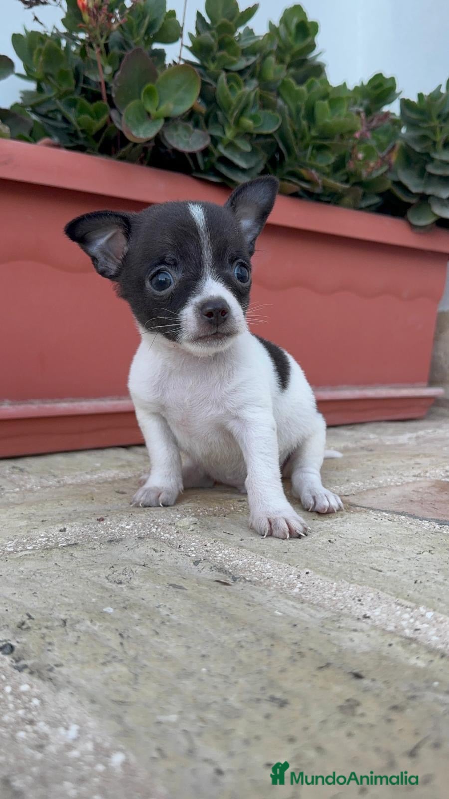 Chihuahua perros CHIHUAHUA MACHO - Anuncio 2