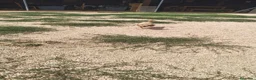 Maltipoo perros en venta: Maltipoo - Anuncio 1