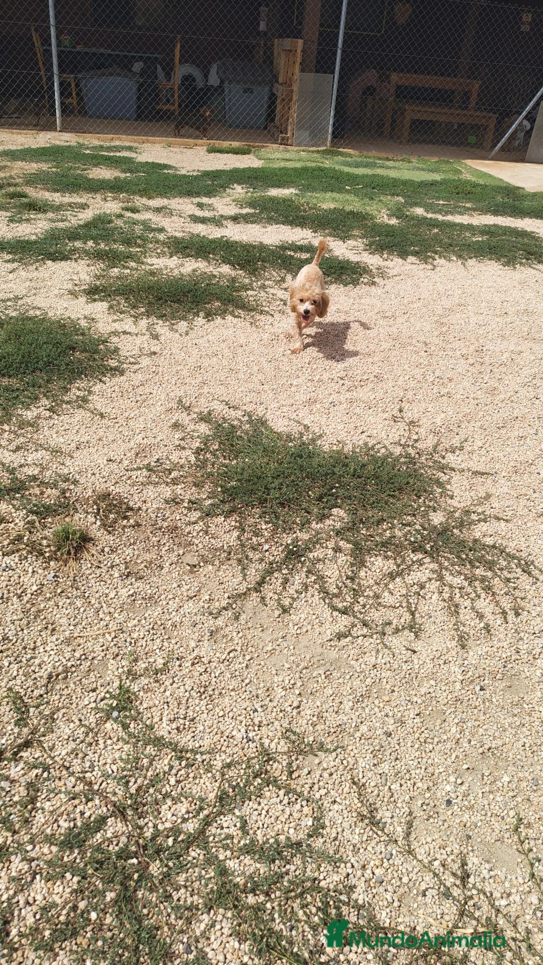 Maltipoo perros en venta: Maltipoo - Anuncio 1