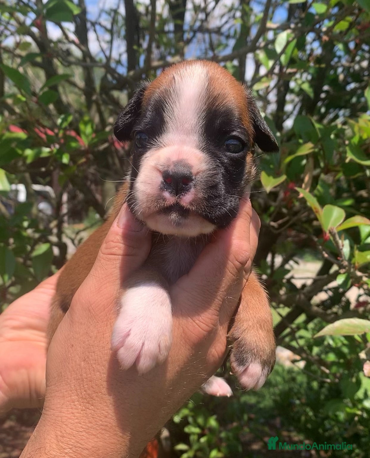 Boxer perros en venta: Cachorros BOXER - Anuncio 6