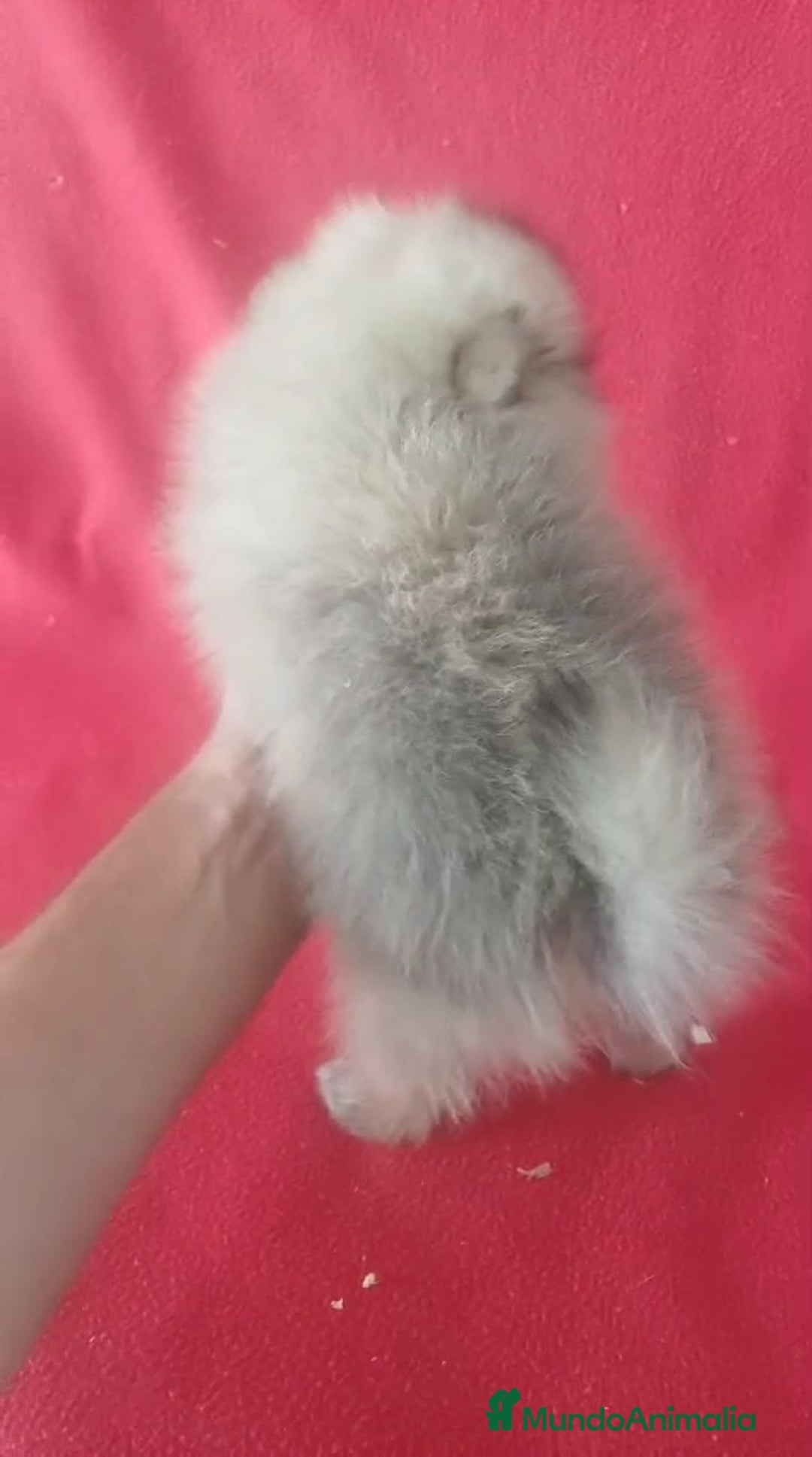 Pomerania perros en venta: Pomerania Mini Sable  - Imagen 3